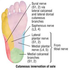 What is the cutaneous innervation of the tibial nerve?