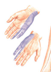 What is the cutaneous innervation of the ulnar nerve?
