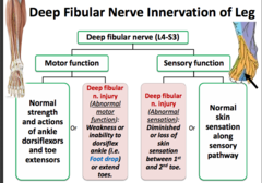 What is the motor innervation of the deep fibular nerve?