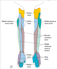 What is the motor innervation of the median nerve?