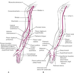 What is the motor innervation of the musculocutaneous nerve?