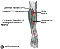 What is the motor innervation of the superficial fibular nerve?