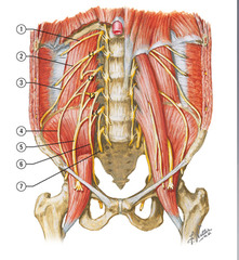 What term is used to refer to T12 because it lies below the ribs rather than between them?