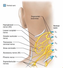 Where is the cervical plexus located?