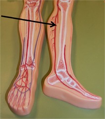 Within the leg what nerve innervates the plantar flexors of the foot and the flexors of the toes?