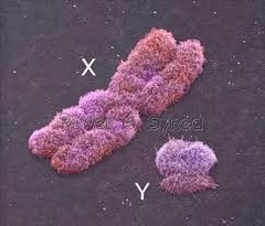 Sex linked Chromosomes