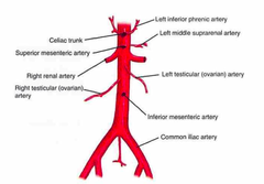Abdominal Aorta and Its Branches