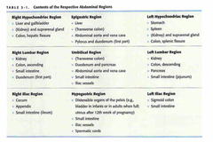 Abdominal Regions and Contents