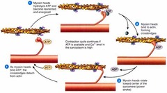 *Actin and myosin*