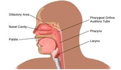 Anatomy of mouth and nose