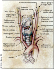 anatomy of thyroid