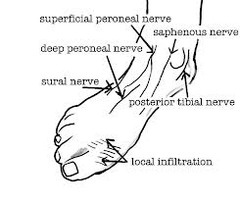 Ankle Anatomy