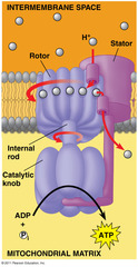 ATP produced via ATP synthase