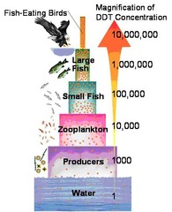 biological magnification