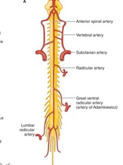 Epidural And Spinal Anesthesia - Flashcards 