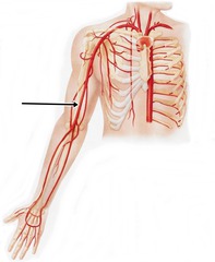 Brachial Artery