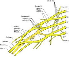 Brachial Plexus Anatomy