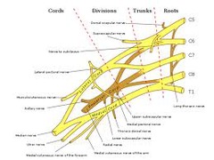 Brachial Plexus Block