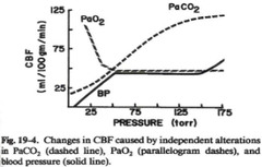 Cerebral blood flow is influenced by what?