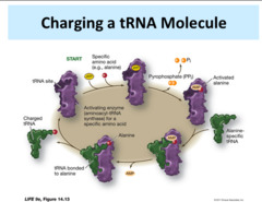 Charging of tRNA