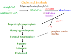 Cholesterol synthesis