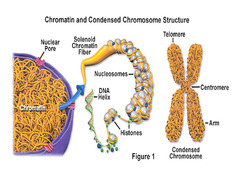 Chromatin structure