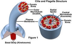 *Cilia* structure