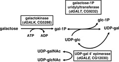 Classic galactosemia: Deficiency? Genetics? Biochem/molec problem?