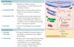 Collagen *Synthesis*