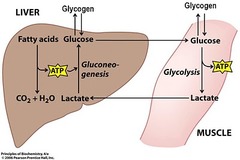 Cori cycle