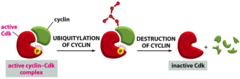 Cyclin-CDK complexes