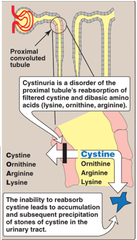 Cystinuria: Etiology? Genetics/incidence?