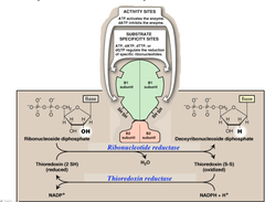 Deoxyribonucleotide synthesis