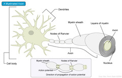 Describe the myelin sheath
