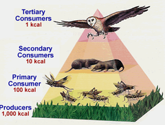 Energy Pyramid