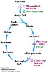 Enzymes of TCA (Krebs cycle) + schematic