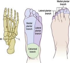 Explain the sensory nerve distribution of the foot/ankle.