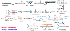 Fatty acid metabolism: degradation