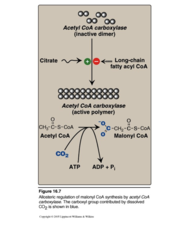 Fatty acid metabolism: synthesis