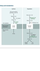 Fatty acid metabolism