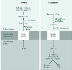 Fatty acids: synthesis v degradation