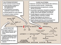 Galactokinase deficiency: Deficiency? Genetics? Biochem/molec problem?