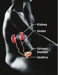 Genitourinary system organs