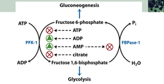 Gluconeogenesis, irreversible enzymes: Fructose-1,6-bisphosphatase Location? Rxtn? Requires...?