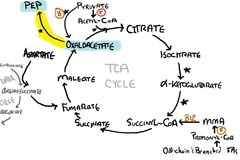 Gluconeogenesis, irreversible enzymes: PEP carboxykinase Location? Rxtn? Requires...?