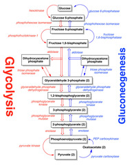 Gluconeogenesis, irreversible enzymes: Pyruvate carboxylase Location? Rxtn? Requires...?