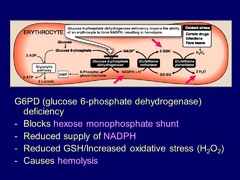 Glucose-6-Phosphate dehydrogenase deficiency: molecular explanation?