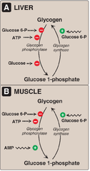 Glycogen phosphorylase (in muscle, V): metabolism and activity?