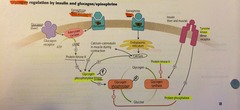 Glycogen regulation by insulin and glucagon/epi