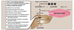 Glycogen storage dz's: Von Gierke's dz (type I) Findings? Deficient enzyme? Comments?